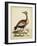 Antique Bird Menagerie VI-George Edwards-Framed Art Print