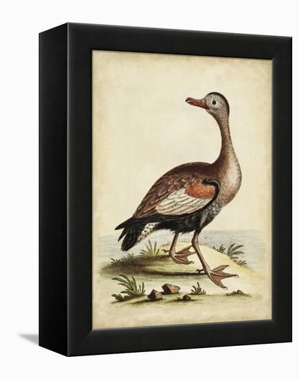 Antique Bird Menagerie VI-George Edwards-Framed Stretched Canvas