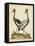 Antique Bird Menagerie VII-George Edwards-Framed Stretched Canvas