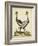 Antique Bird Menagerie VII-George Edwards-Framed Art Print