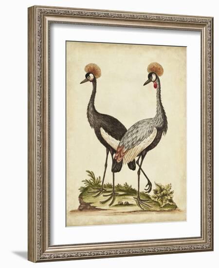 Antique Bird Menagerie VII-George Edwards-Framed Art Print