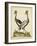 Antique Bird Menagerie VII-George Edwards-Framed Art Print