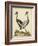 Antique Bird Menagerie VII-George Edwards-Framed Art Print