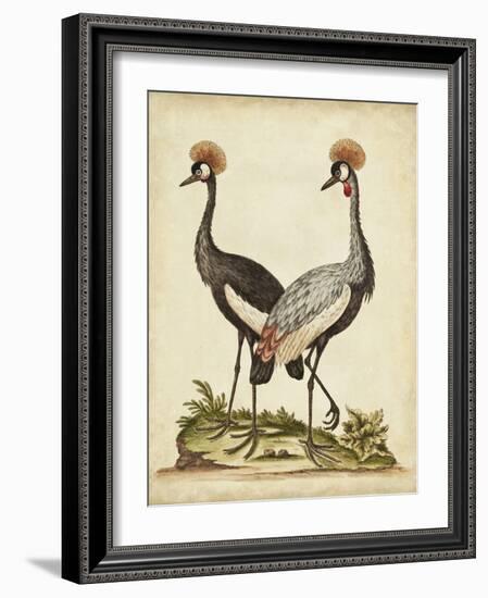 Antique Bird Menagerie VII-George Edwards-Framed Art Print