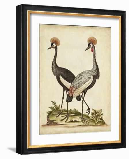 Antique Bird Menagerie VII-George Edwards-Framed Art Print