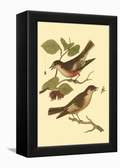 Antique Bird Pair I-James Bolton-Framed Stretched Canvas