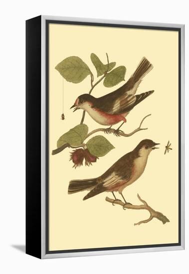 Antique Bird Pair I-James Bolton-Framed Stretched Canvas
