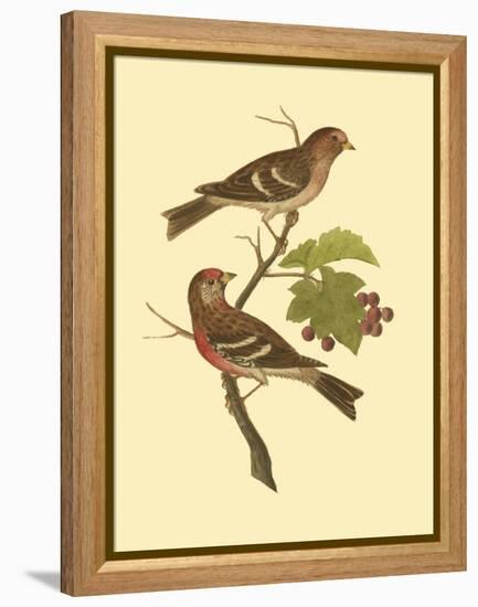 Antique Bird Pair II-James Bolton-Framed Stretched Canvas