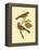 Antique Bird Pair II-James Bolton-Framed Stretched Canvas