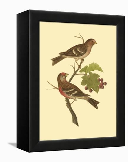 Antique Bird Pair II-James Bolton-Framed Stretched Canvas