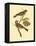 Antique Bird Pair II-James Bolton-Framed Stretched Canvas