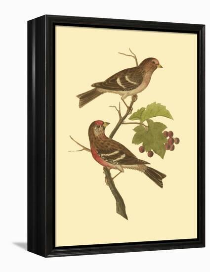 Antique Bird Pair II-James Bolton-Framed Stretched Canvas