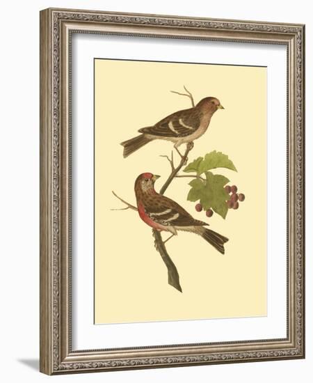 Antique Bird Pair II-James Bolton-Framed Art Print