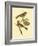 Antique Bird Pair II-James Bolton-Framed Art Print