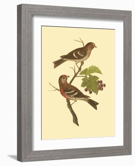 Antique Bird Pair II-James Bolton-Framed Art Print