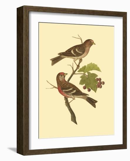 Antique Bird Pair II-James Bolton-Framed Art Print