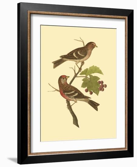 Antique Bird Pair II-James Bolton-Framed Art Print