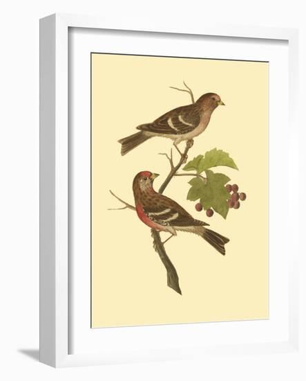 Antique Bird Pair II-James Bolton-Framed Art Print