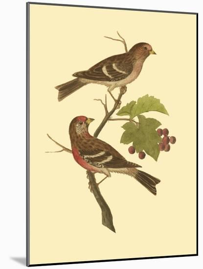 Antique Bird Pair II-James Bolton-Mounted Art Print