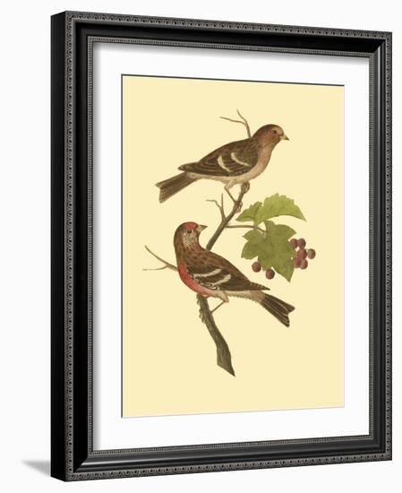 Antique Bird Pair II-James Bolton-Framed Art Print