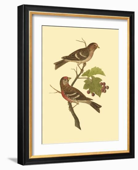 Antique Bird Pair II-James Bolton-Framed Art Print