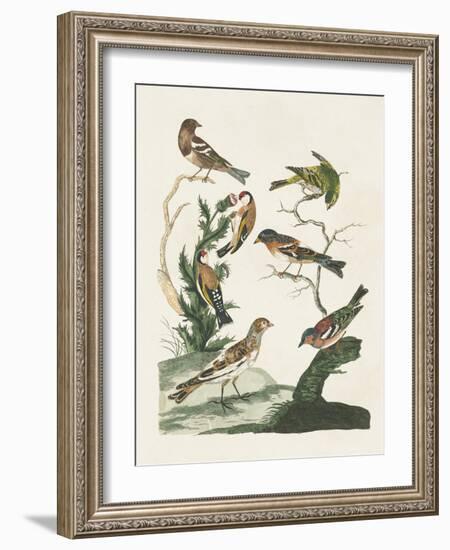 Antique Birds in Nature I-Vision Studio-Framed Art Print