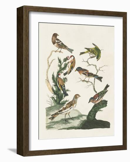 Antique Birds in Nature I-Vision Studio-Framed Art Print