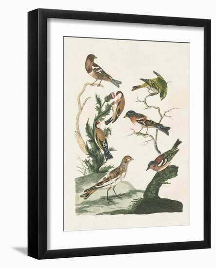 Antique Birds in Nature I-Vision Studio-Framed Art Print