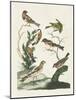 Antique Birds in Nature I-Vision Studio-Mounted Art Print