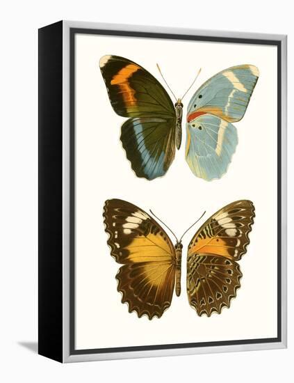 Antique Blue Butterflies III-Vision Studio-Framed Stretched Canvas