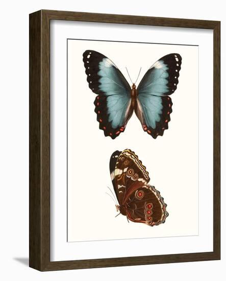 Antique Blue Butterflies IV-Vision Studio-Framed Art Print
