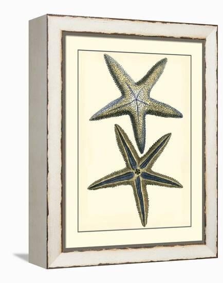 Antique Blue Starfish I-Vision Studio-Framed Stretched Canvas
