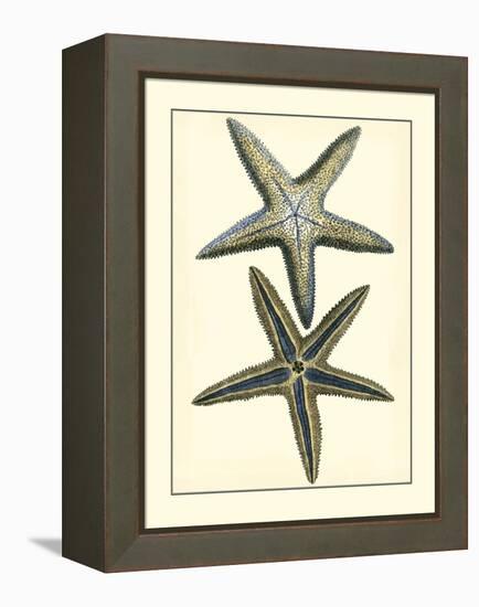 Antique Blue Starfish I-Vision Studio-Framed Stretched Canvas