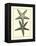 Antique Blue Starfish I-Vision Studio-Framed Stretched Canvas