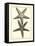 Antique Blue Starfish I-Vision Studio-Framed Stretched Canvas