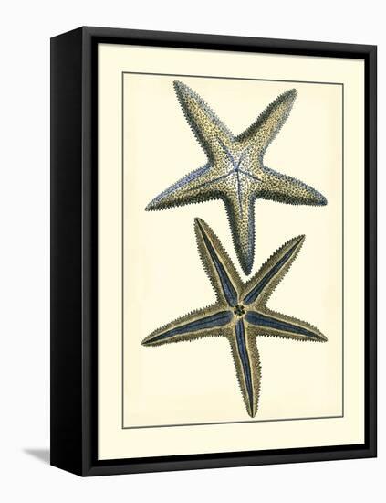 Antique Blue Starfish I-Vision Studio-Framed Stretched Canvas