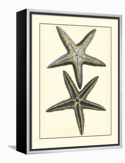 Antique Blue Starfish I-Vision Studio-Framed Stretched Canvas