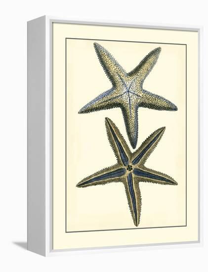 Antique Blue Starfish I-Vision Studio-Framed Stretched Canvas