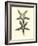 Antique Blue Starfish I-Vision Studio-Framed Art Print