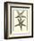 Antique Blue Starfish I-Vision Studio-Framed Art Print