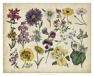 Antique Botanical Chart