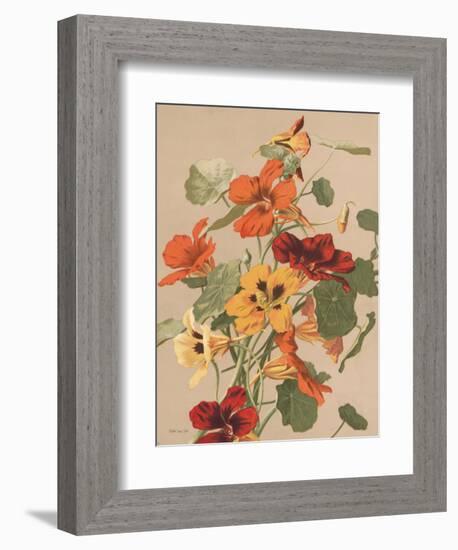 Antique Botanical Collection 2-Stellar Design Studio-Framed Art Print