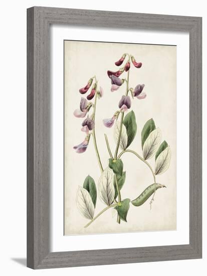 Antique Botanical Collection I-Ridgeway-Framed Art Print