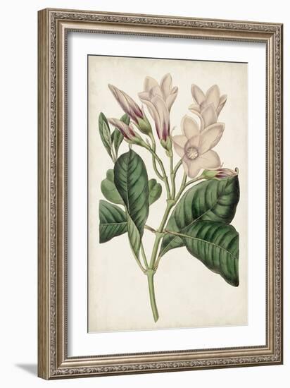 Antique Botanical Collection IX-Ridgeway-Framed Art Print