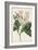 Antique Botanical Collection IX-Ridgeway-Framed Art Print