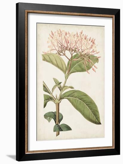 Antique Botanical Collection VI-Ridgeway-Framed Art Print