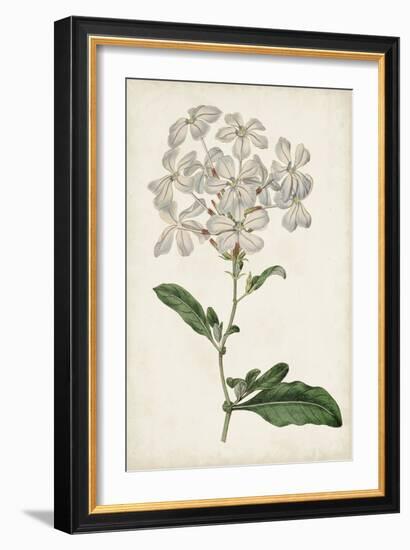 Antique Botanical Collection VIII-Ridgeway-Framed Art Print