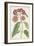 Antique Botanical Collection XI-Ridgeway-Framed Art Print