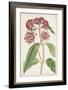 Antique Botanical Collection XI-Ridgeway-Framed Art Print