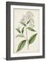 Antique Botanical Collection XII-Ridgeway-Framed Art Print